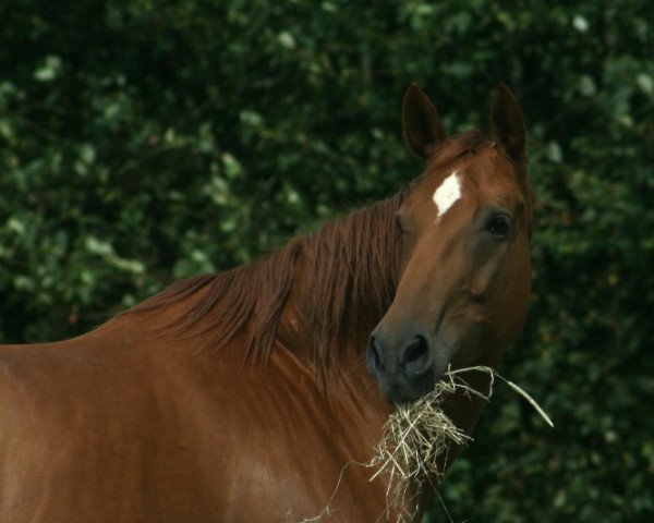 broodmare Wizett (Swedish Warmblood, 2002, from Warsteiner)