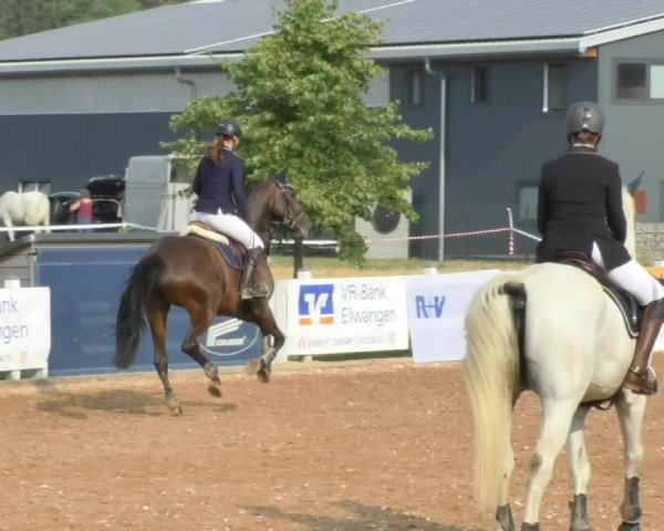 Horse Summer Meeting Jagstzell 2018