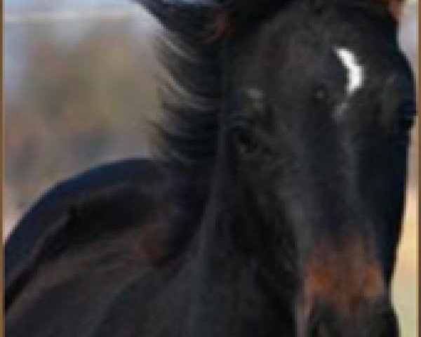 horse Tinalotta (Oldenburg, 2011, from Delikat)