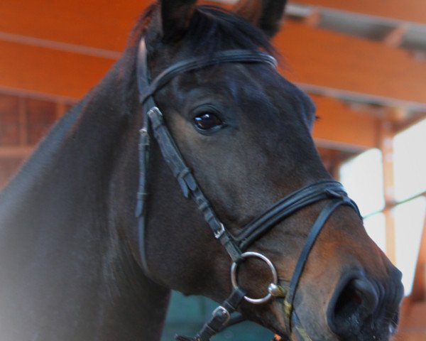 Pferd Thyara (Oldenburger, 2008, von Daddy Cool)