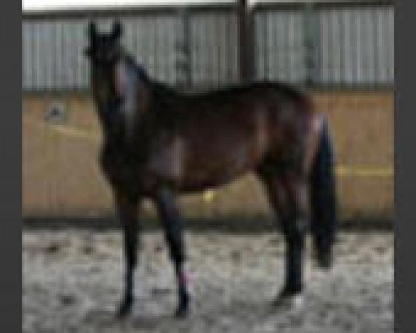 Pferd Waikiki Hit (Oldenburger, 2004, von Sandro Hit)