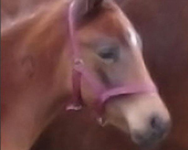 Pferd Salea (Oldenburger, 2003, von Sandro Hit)