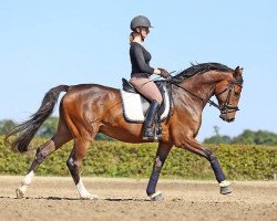 horse Call me Calle 4 (Holsteiner, 2010, from Carrico)