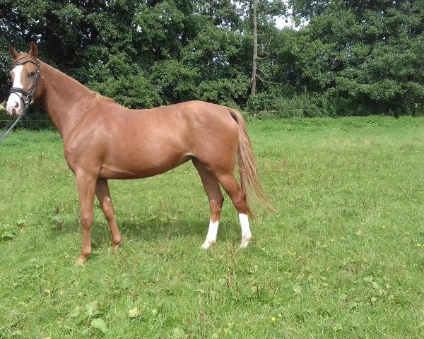 jumper Cascada M (Westphalian, 2013, from Camax L)