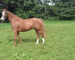 jumper Cascada M (Westphalian, 2013, from Camax L)