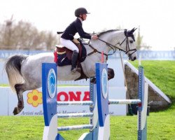 jumper Basil (Swedish Warmblood, 2006, from VDL Cardento 933)