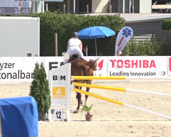 Pferdesporttage Galgenen 2018