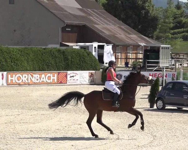 Pferdesporttage Galgenen 2018