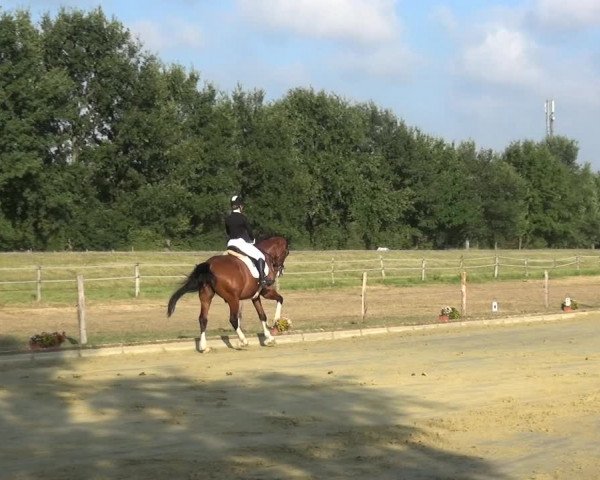 Reitturnier Neuss-Uedesheim 2018