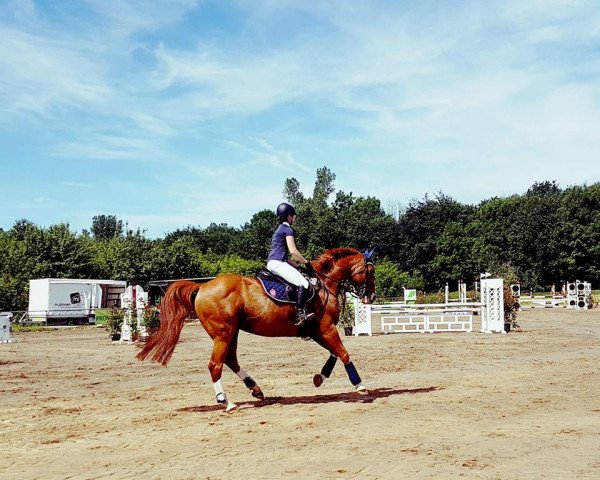jumper Amsterdam 17 (German Warmblood, 2003, from All Pleasur)