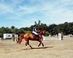 jumper Amsterdam 17 (German Warmblood, 2003, from All Pleasur)
