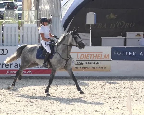 Pferdesporttage Galgenen 2018