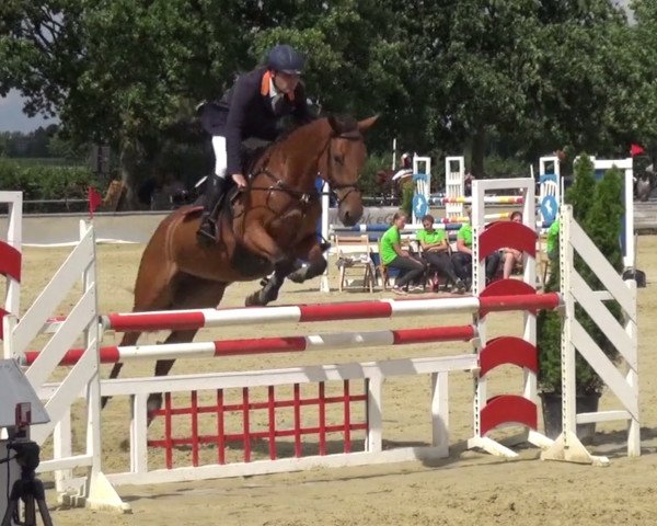Springpferd Napapyra (Rheinländer, 2012, von Numero Uno)