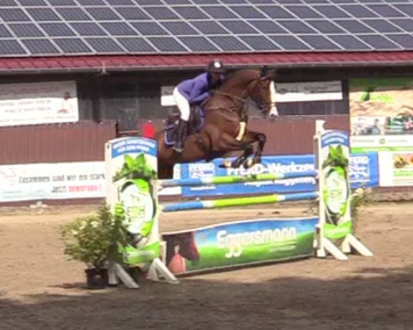 jumper Quinsy (German Sport Horse, 2012, from Quiz)