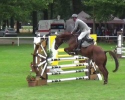 jumper Quintenio (German Sport Horse, 2012, from Quintus Gold)