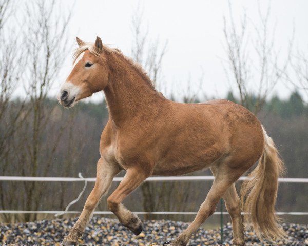 Pferd Bella II (Edelbluthaflinger, 2009, von Stand By)