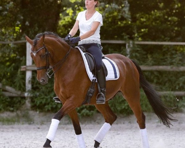 dressage horse Quinn-Quarz (Oldenburg, 2008, from Quaterback) dressage horse Quinn-Quarz (Oldenburg, 2008, from Quaterback)