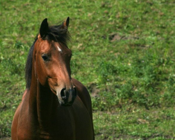 Dressurpferd Dreamboy 62 (Oldenburger, 2015, von Dynamo 20)