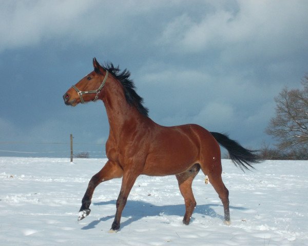 Springpferd Chaccomio (Oldenburger Springpferd, 2007, von Chacco-Blue)