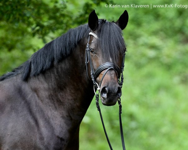dressage horse Vonandi 2 (German Riding Pony, 2013, from Vincent)