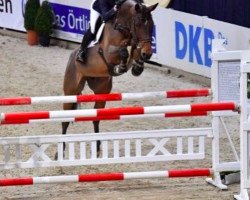 broodmare Everybody's Darling 10 (KWPN (Royal Dutch Sporthorse), 2008, from Whitesnake)