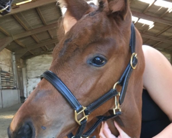 broodmare Schöne Maid (Trakehner, 2017, from Impetus)