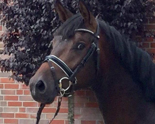 horse Didgeridoo (Trakehner, 2015, from Impetus)