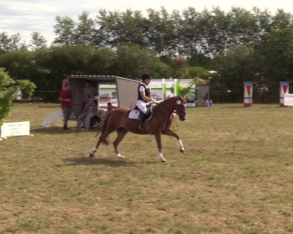 Reitturnier Sollerup 2018
