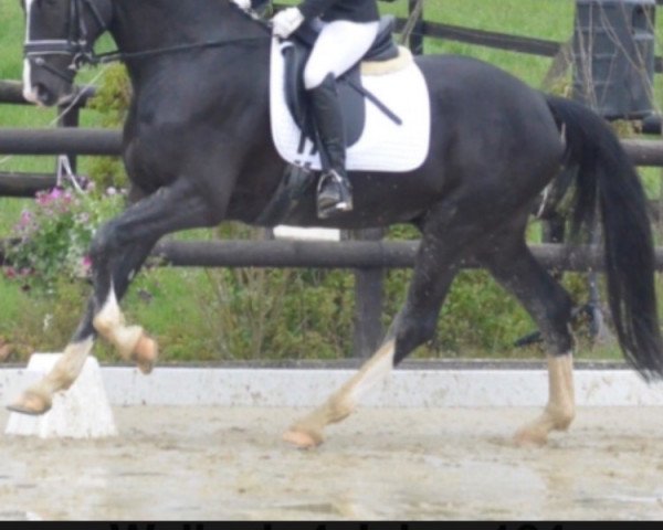 dressage horse Dschangirai (Hanoverian, 2012, from Don Index)