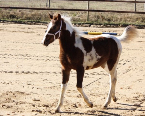 jumper Bella vom Siekwald (Lewitzer, 2016, from Percy)