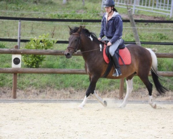 broodmare Maja (Lewitzer, 2000, from Munser)