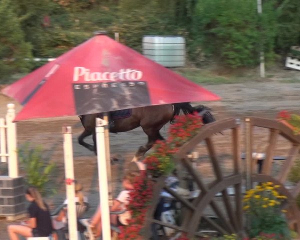 Reitturnier Neuss-Uedesheim 2018