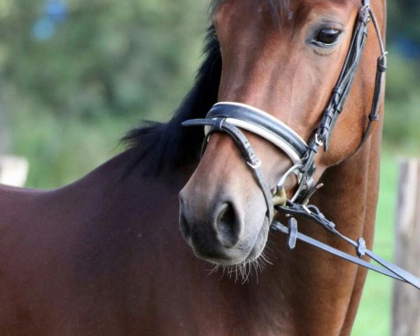 horse Peabody (Oldenburg, 2010, from Prinzenadel)