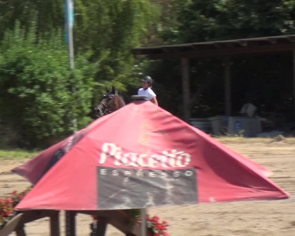 Reitturnier Neuss-Uedesheim 2018
