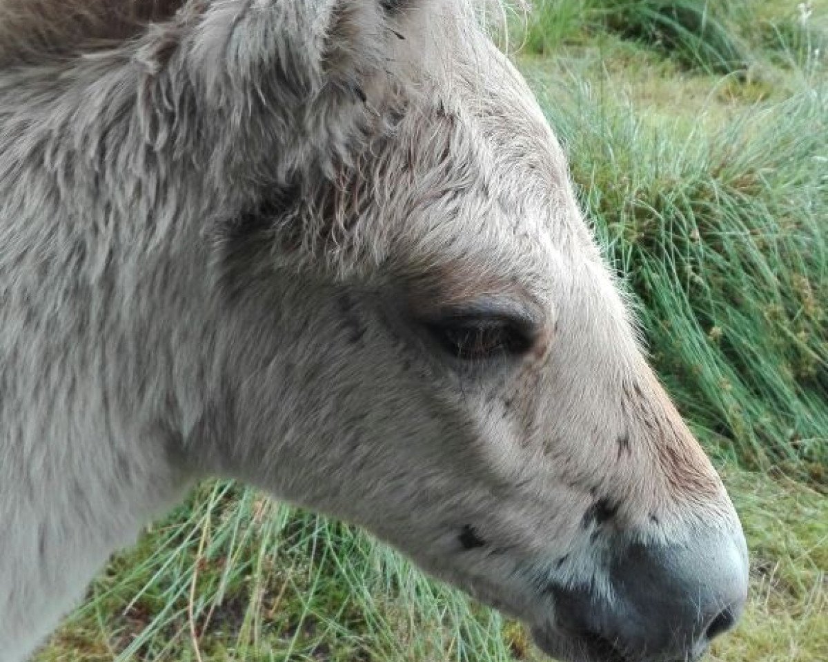 broodmare Malaika vom goldenen Adler (Fjord Horse, 2017, from Gandalf)