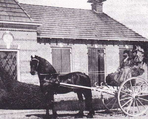 stallion De Regent 32 (Friese, 1883, from Prins Hendrik) stallion De Regent 32 (Friese, 1883, from Prins Hendrik)