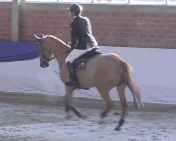 Springpferd Barrades Jk (Westfale, 2011, von Baloubet du Rouet)