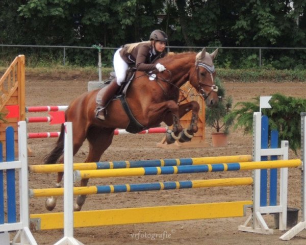 Springpferd Cordano 25 (Deutsches Reitpferd, 2009, von Casado)