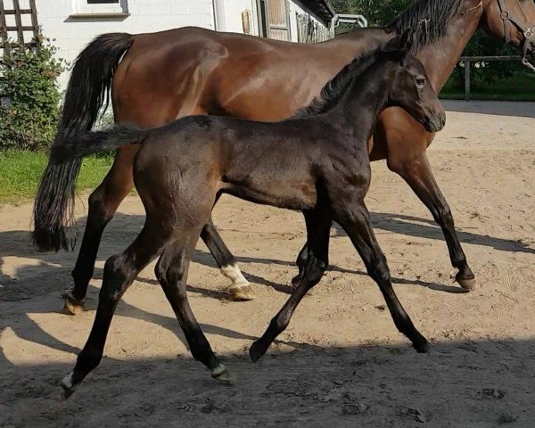 broodmare Kardenta (Holsteiner, 2017, from VDL Cardento 933)