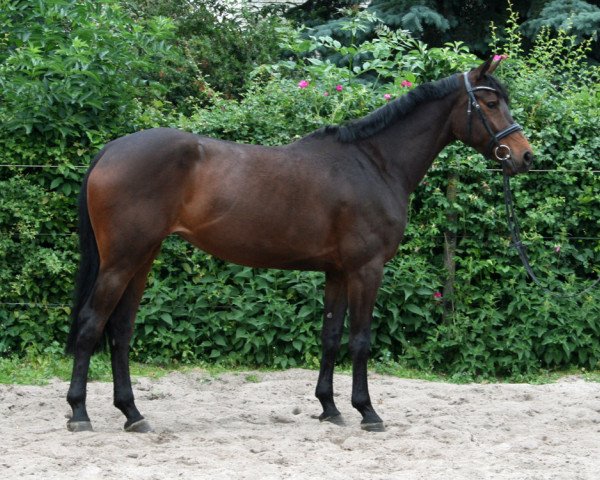 jumper Citty Cat Pj (Hanoverian, 2013, from Cador 5) jumper Citty Cat Pj (Hanoverian, 2013, from Cador 5)