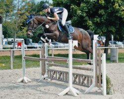 broodmare Cappuccino Girl (Hanoverian, 2013, from Cassillias)