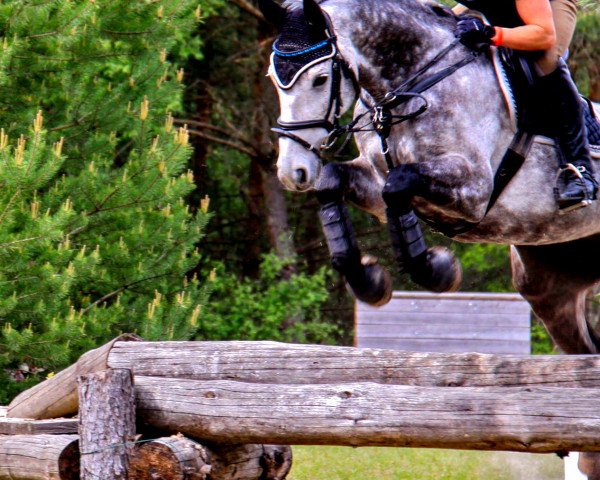 jumper Captain Cool B (Westphalian, 2007, from Cassone)
