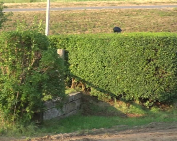 Reitturnier Neuss-Uedesheim 2018