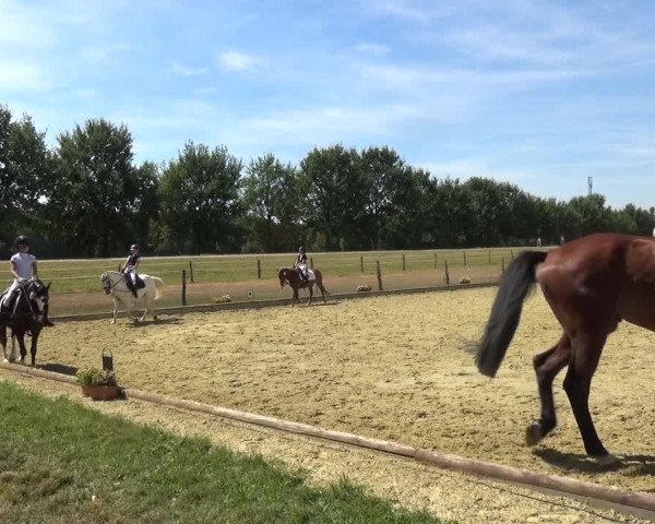 Reitturnier Neuss-Uedesheim 2018