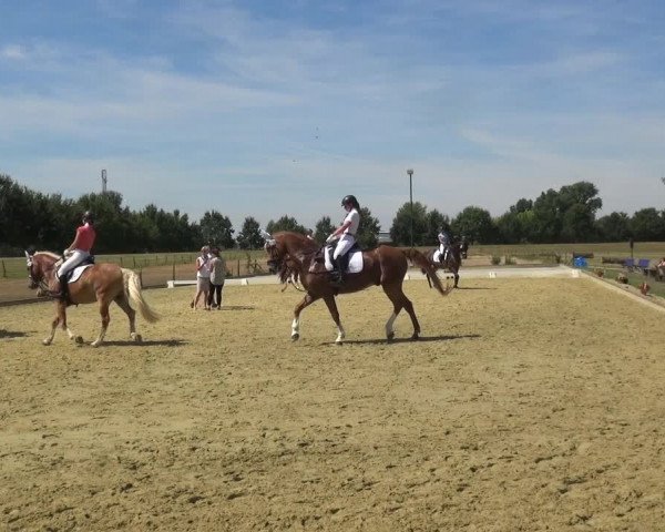 Reitturnier Neuss-Uedesheim 2018