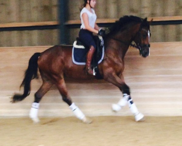 horse Desiderio 15 (Hanoverian, 2010, from Don Bosco)