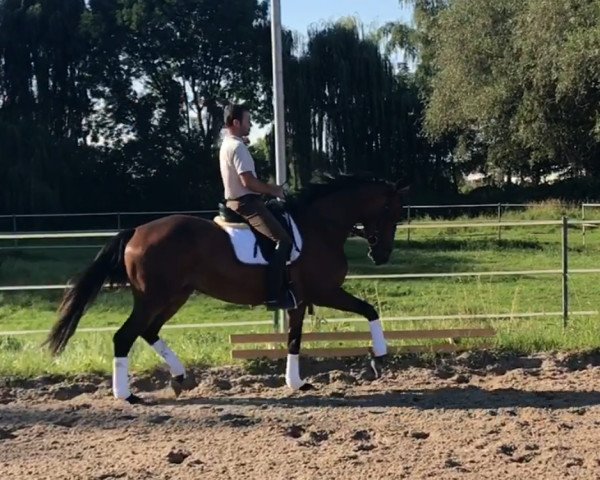 dressage horse Imperia 30 (Trakehner, 2013, from Cadeau)