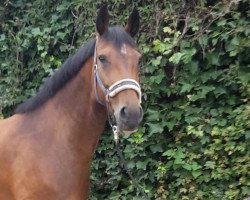 Springpferd Baghira 98 (Westfale, 2011, von Balou du Rouet)