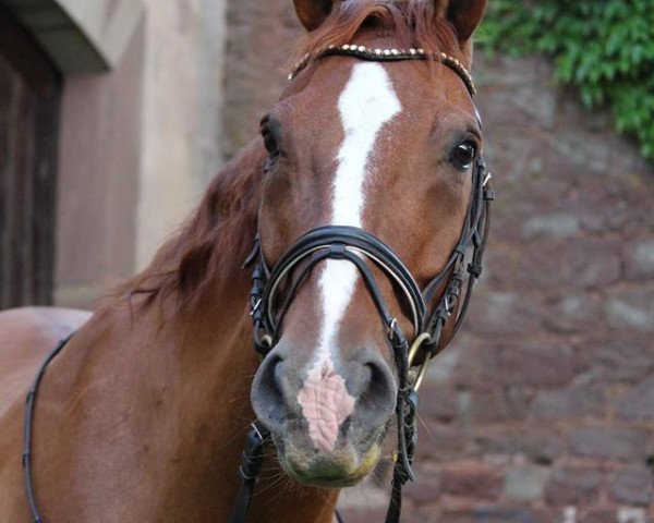 horse What's up 27 (Hanoverian, 2003, from Wanderkönig)