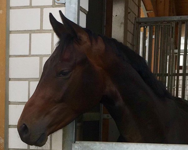 horse Fürst von Bottlenberg (Hanoverian, 2015, from Finest)